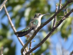 Anthracothorax dominicus