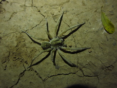Pavocosa