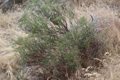 Eriogonum microtheca