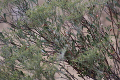 Eriogonum microtheca