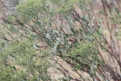 Eriogonum microtheca