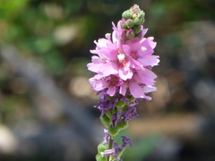 Sidalcea oregana spicata