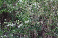 Clematis ligusticifolia