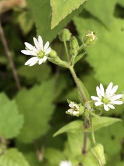 Stellaria nemorum
