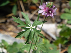 Sidalcea oregana spicata