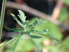 Sidalcea oregana spicata