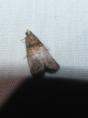 Oneida lunulalis