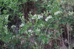 Clematis ligusticifolia