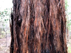 Eucalyptus baileyana