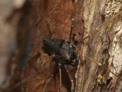 Platybunus
