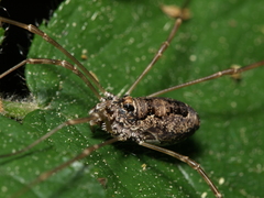 Platybunus pinetorum