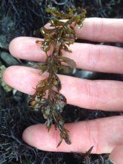 Sargassum muticum
