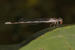 Enallagma durum