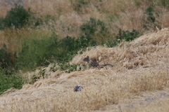 Otospermophilus beecheyi