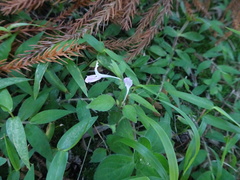 Hypoestes triflora