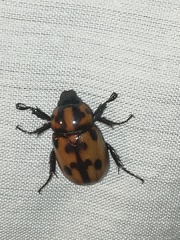 Cyclocephala deceptor