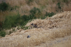 Otospermophilus beecheyi