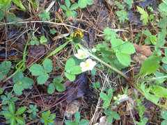 Fragaria vesca americana