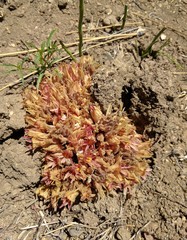 Aphyllon californicum