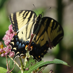 Papilio glaucus
