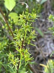 Hypericum lloydii