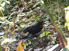 Melopyrrha violacea