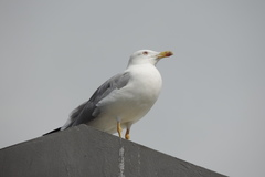 Larus michahellis