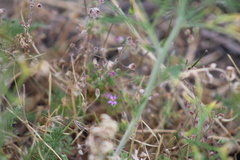 Erodium cicutarium