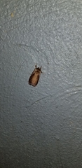 Bellura densa