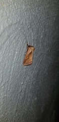 Bellura densa
