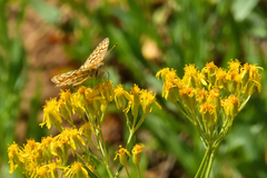 Speyeria callippe harmonia