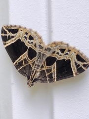 Gandaritis atricolorata