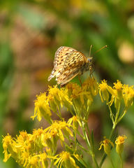 Speyeria callippe harmonia