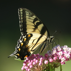 Papilio glaucus
