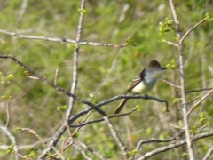 Myiarchus stolidus