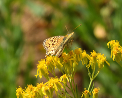 Speyeria callippe harmonia