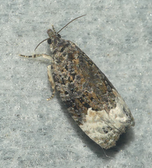 Apotomis capreana
