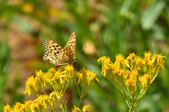 Speyeria callippe harmonia