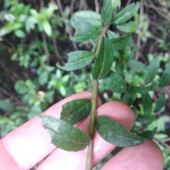 Baccharis multiflora