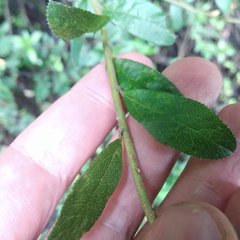 Baccharis multiflora