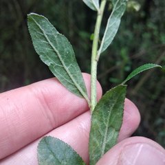 Baccharis multiflora
