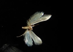 Atomotricha chloronota