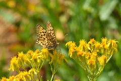 Speyeria callippe harmonia