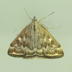 Loxostege sticticalis