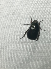 Paranomala cincta