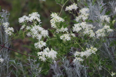Clematis ligusticifolia