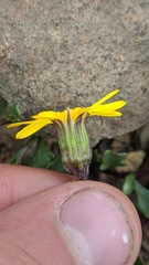 Senecio fremontii