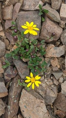 Senecio fremontii