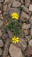 Senecio fremontii