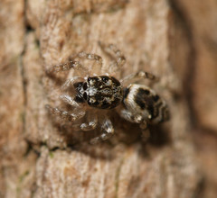 Salticus zebraneus